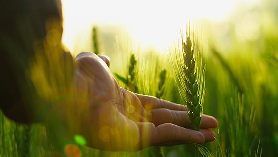 Hand holding an ear of grain.